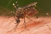 Siguen aumentado los casos de chikungunya en la región